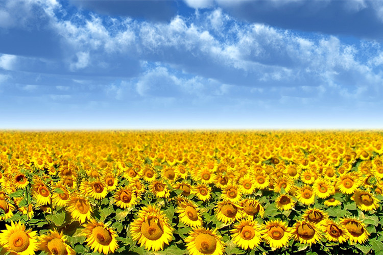 金華專升本難不難？