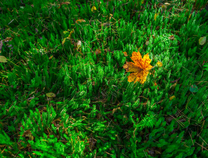 石油化工技術(shù)專升本畢業(yè)需要多久？