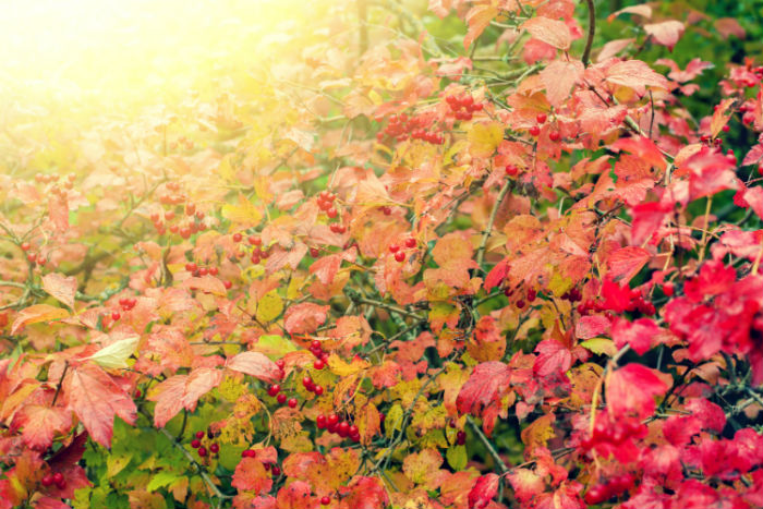 林業(yè)專業(yè)專升本報考哪個學(xué)校好？