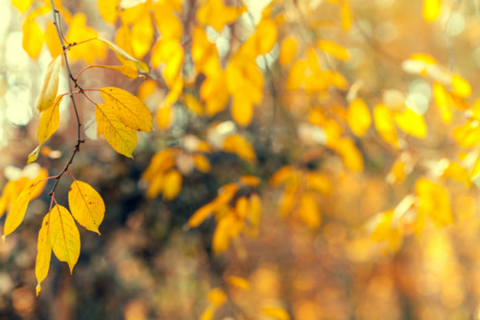 專(zhuān)科報(bào)名東北財(cái)經(jīng)大學(xué)專(zhuān)升本能免考嗎？