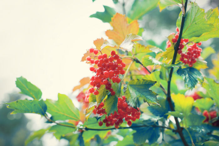 東北財經(jīng)大學(xué)網(wǎng)絡(luò)教育學(xué)院是?？茊?？