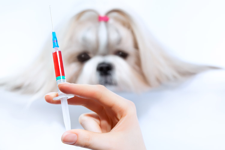 如何報考動物科學網絡教育專業(yè)？