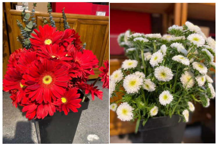 濟(jì)南直屬 | 璀璨花香，芳華綻放